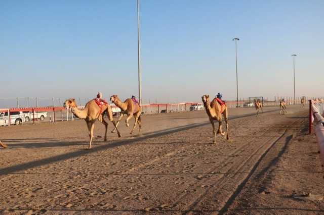 ختامُ منافسات سباق الهجن السادس من المهرجان السنوي للهجن الأهلية بولاية أدم