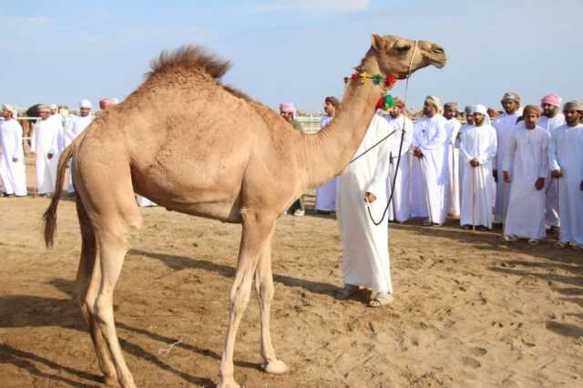 6 أشواط في مهرجان السويق للهجن والخيل