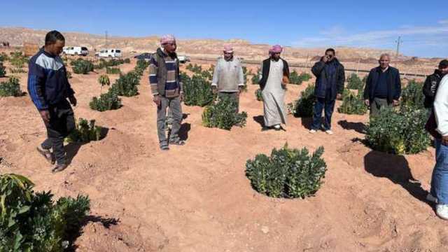 «الزراعة»: تقديم الدعم الفني للفلاحين في سيناء