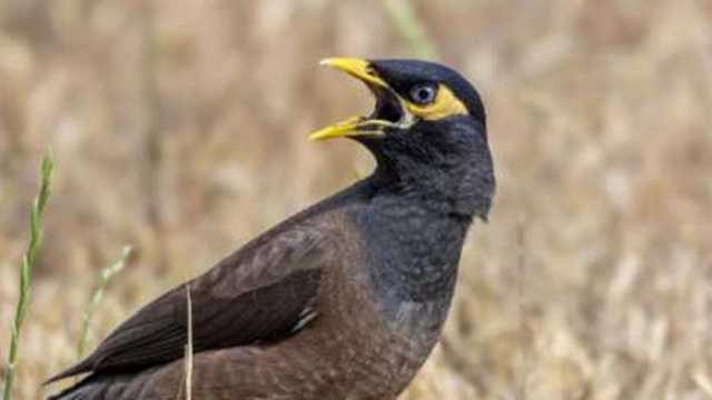 يقلد صوت الإنسان ويأكل الحيوانات.. طائر المينا يثير الرعب في الجزائر