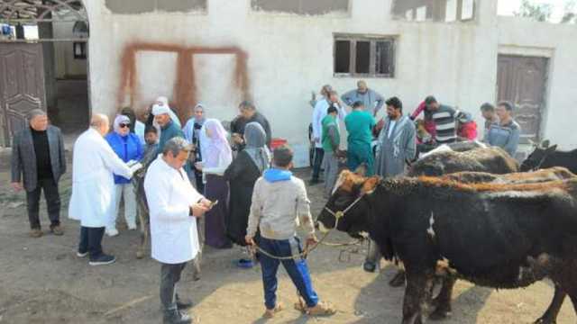 انطلاق الحملة القومية لتحصين الأبقار ضد الجلد العقدي في المنيا اليوم