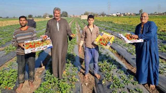 «بشاير الخير هلت».. حصاد محصول الفراولة بالمنوفية: الفدان ينتج 40 طنا