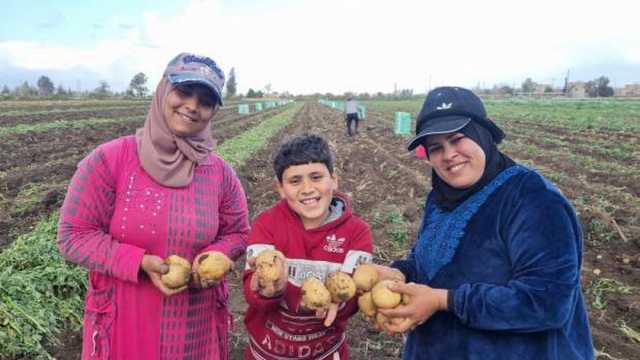 زاد الطين بهجة.. فرحة المزارعين بحصاد البطاطس في حقول المنوفية