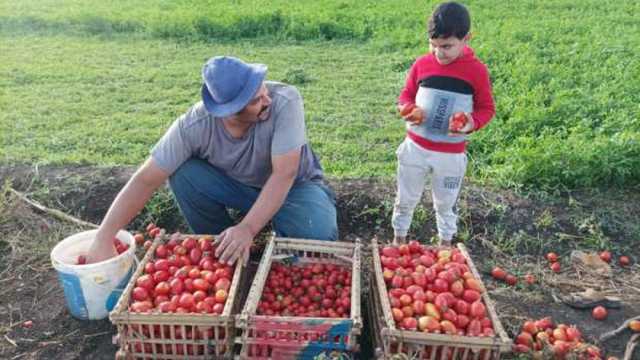 فرحة مزارعي الدقهلية بالحصاد الوفير لـ«الطماطم».. الخير على قدوم «العروتين»