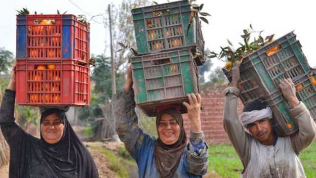 1400 فدان من البرتقال واليوسفي في تفهنا العزب بالغربية.. إنتاج قياسي وصادرات عالمية