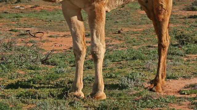 أصوات لا تعرفها تصدرها الإبل والخيول.. ما معنى الحَنِينَ؟