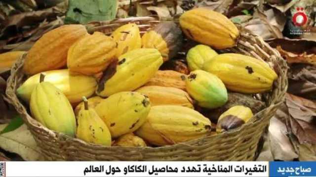 الاحتباس الحراري والأمطار الغزيرة يهددان زراعة الكاكاو حول العالم (فيديو)