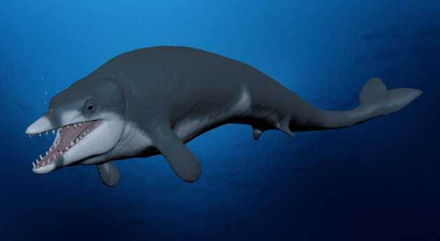 اكتشاف نوع جديد من الحيتان عاش قبل 41 مليون سنة في مصر