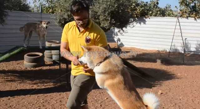 بالفيديو.. الكلاب الضالة.. مصائب قوم عند قوم فوائد