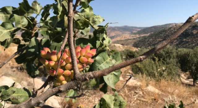 مشروع تطعيم أشجار البطم الفلسطيني بغراس الفستق الحلبي