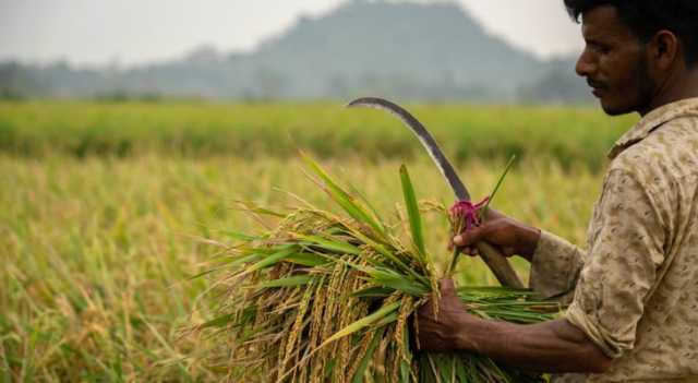 أسعار الأرز تقترب من أعلى مستوى لها في 15 عاماً والهند تقيد صادراتها