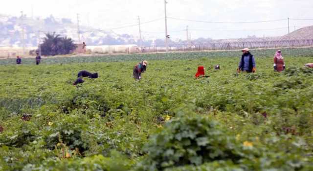 اتحاد المزارعين: التغير المناخي أثر سلباً على القطاع الزراعي في الأردن