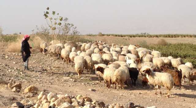 مهم من زراعة المفرق لمربي الأغنام في الأردن