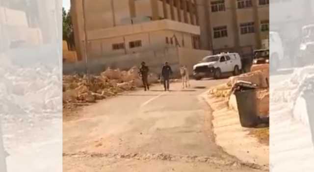 بالفيديو.. الاحتلال يستولي على حمار في مدينة يطا جنوبي الخليل