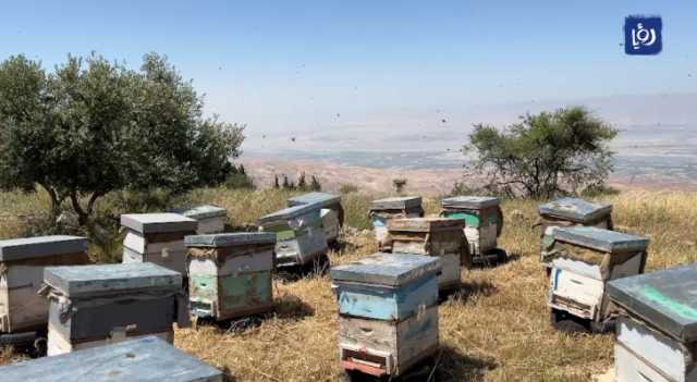 نحالون يطالبون بزيادة الرقابة على تجارة العسل الإلكترونية | تقرير