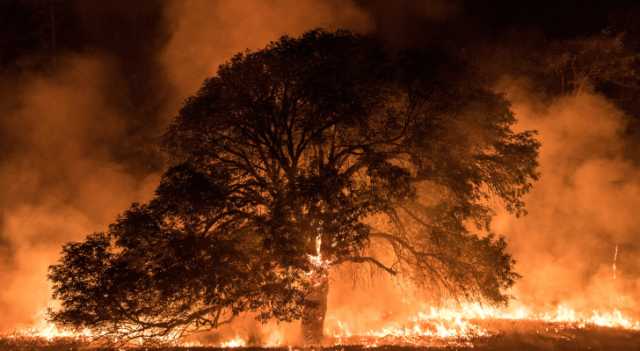 مراسل رؤيا: حريق أشجار في السلط - فيديو