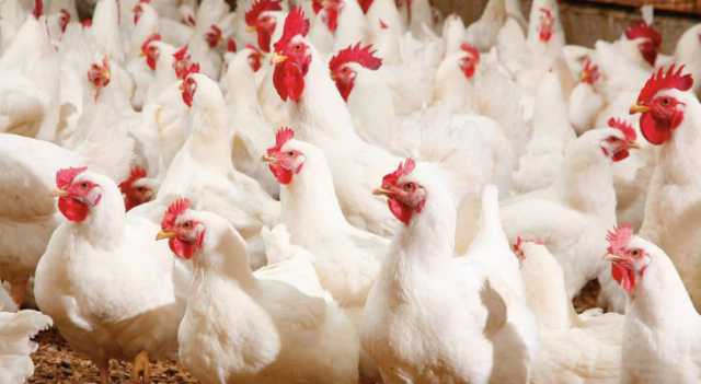 تحديد سقوف سعرية للدجاج الطازج في الأردن