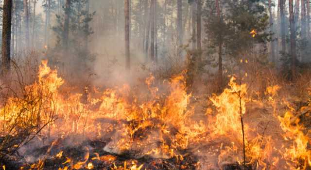 الدفاع المدني: السيطرة على 673 حالة حريق أعشاب جافة خلال يومين