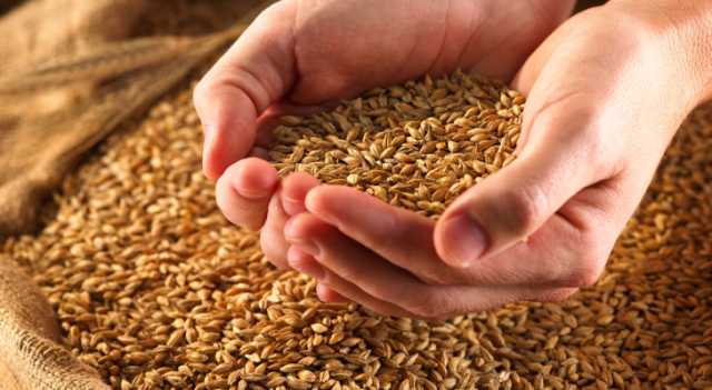 الصناعة تطرح عطاءً لشراء 100 أو 120 ألف طن من القمح
