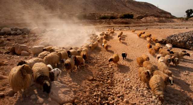 الطراونة لـرؤيا: الأردن صدر حتى الآن 330 الف رأس من الأغنام