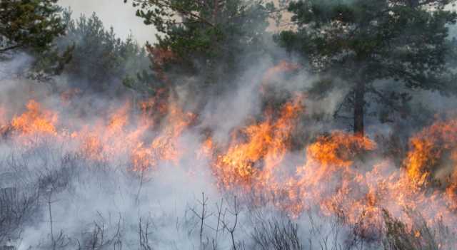 الأمن: إخماد حريق امتد لنحو 100 دونم من الاعشاب والاشجار الحرجية في عجلون