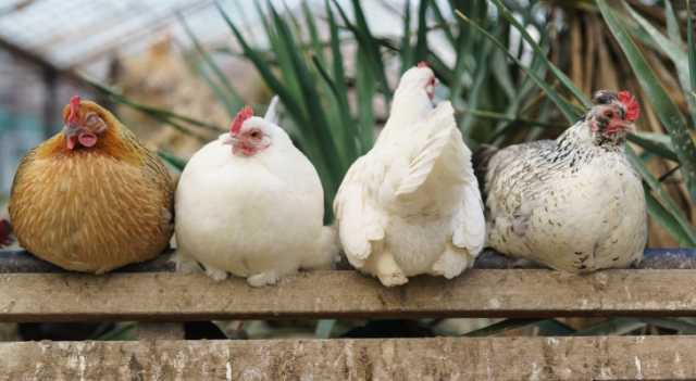 الصناعة: ارتفاع كميات الدجاج الواردة إلى الأسواق