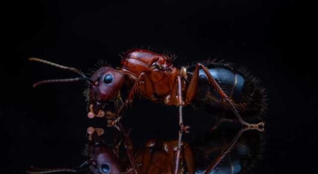 دراسة تكشف قيام نوع من النمل بإجراء عمليات بتر أطراف لرفاقهم المصابين