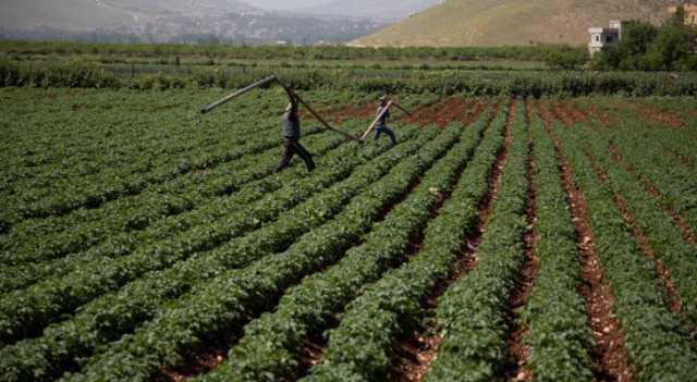 تسرب العمالة الوافدة.. معاناة تثقل كاهل القطاع الزراعي في الأردن