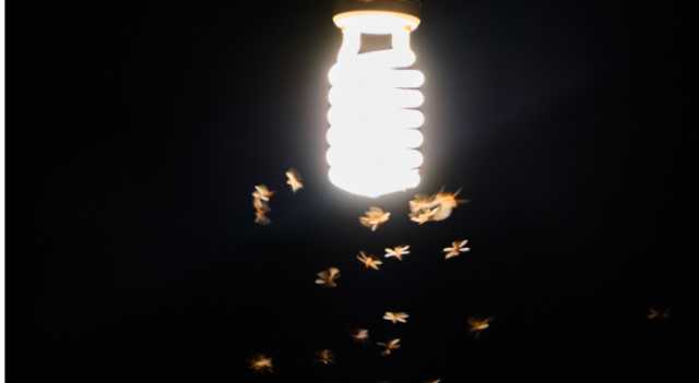 تعرف إلى السبب الحقيقي لانجذاب الحشرات للأضواء الساطعة