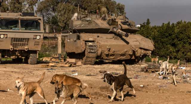 بعد أن جوعوها.. الكلاب الضالة في غزة تنهش جنود الاحتلال وحيواناته