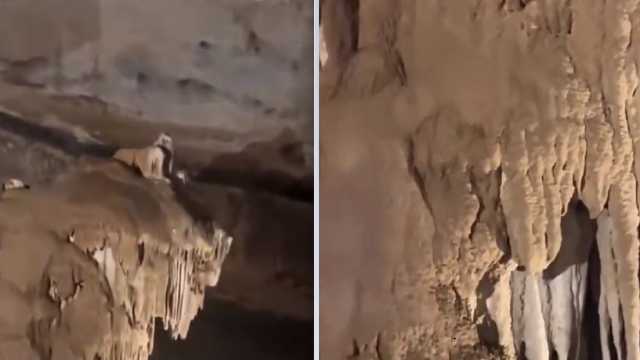 مواطن يتفاجأ بصوت نمر بعد دخوله كهف في صلالة..فيديو