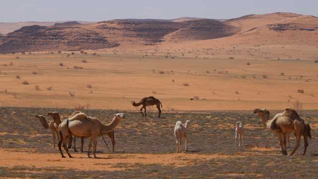 محمية الملك سلمان تمهل ملاك الماشية السائبة أسبوعين لإخراجها من الخنفة