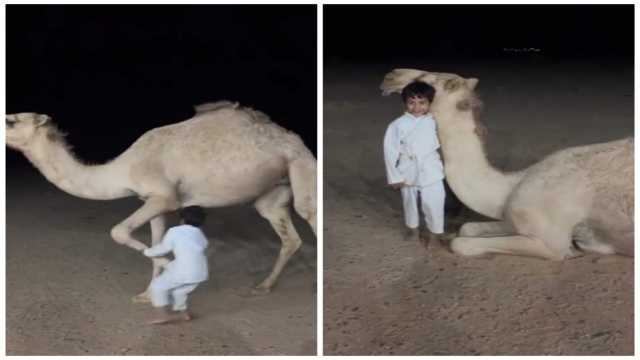 مشهد يخطف الأنظار لطفل صغير يبرك الناقة باحترافية .. فيديو