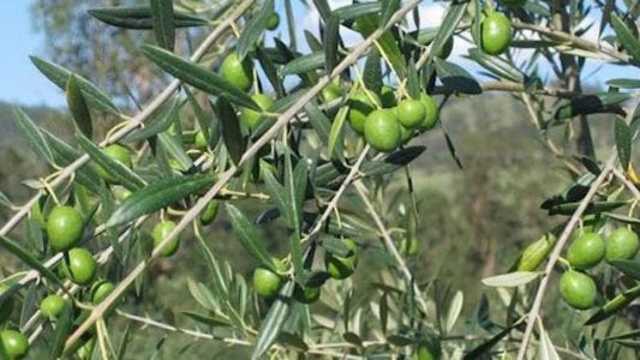 معصرة حديثة تُدخل حائل مرحلة جديدة مع النفط الأخضر .. فيديو