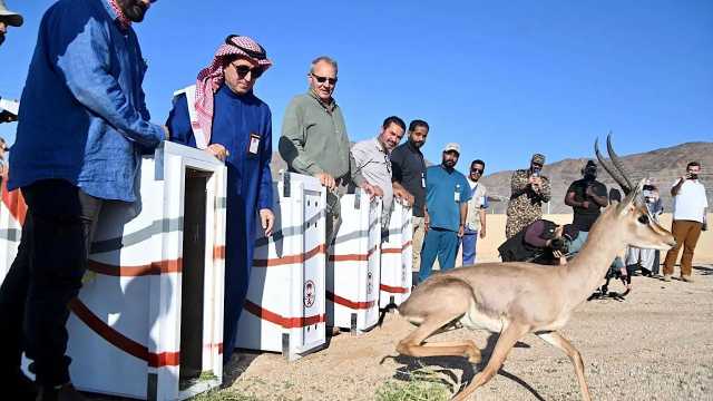 بدء موسم الإطلاقات بـ 85 كائنًا فطريًا في محمية الأمير محمد بن سلمان