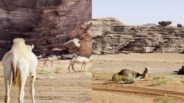 نيوم تخطف الأنظار بعد هطول الأمطار .. فيديو