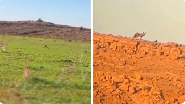 شخص يرصد ذئب بمنطقة الجوف.. فيديو