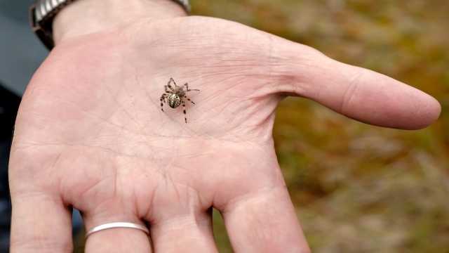 لدغة عنكبوت تقتل مغني برازيلي