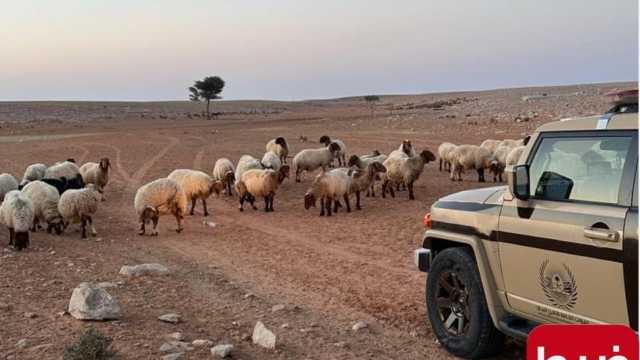 ضبط مخالف لنظام البيئة لارتكابه مخالفة رعي بالرياض