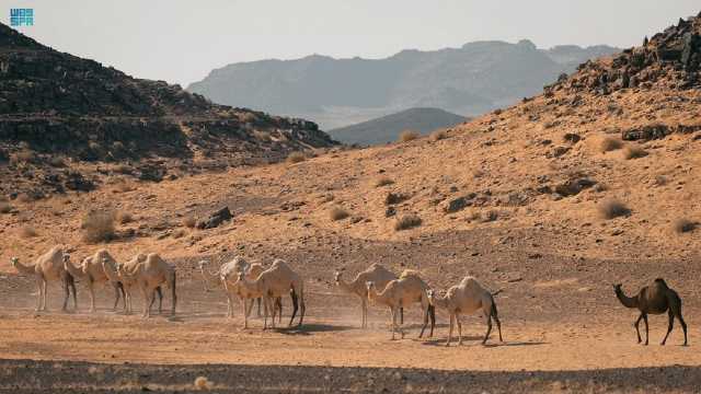 إمهال ملاك الحيوانات السائبة أسبوعين لإخراجها من منطقة الخنفة