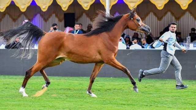 انطلاق العرض الدولي السادس لجمال الخيل العربية الأصيلة في 13 ديسمبر