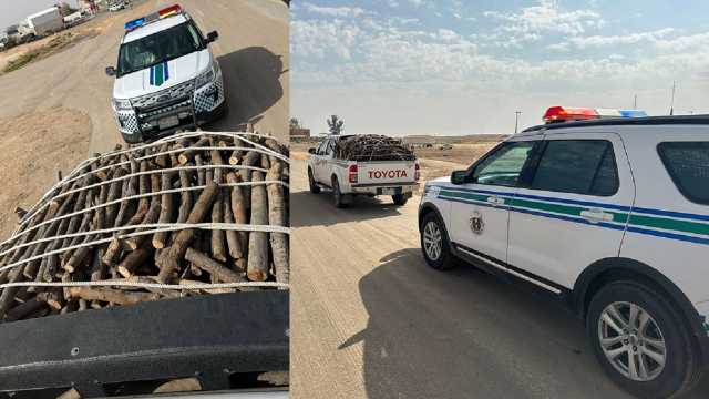 ضبط 3 مواطنين بحوزتهم حطب محلي معروض للبيع في الجوف.. فيديو