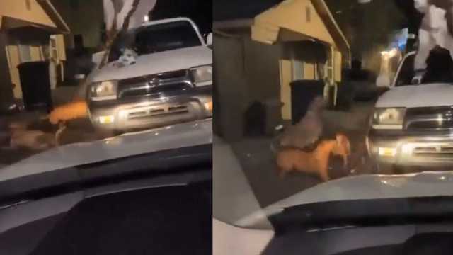 شاب يتعرض لهجوم عنيف من مجموعة كلاب مفترسة ويتعامل معهم بطريقته .. فيديو