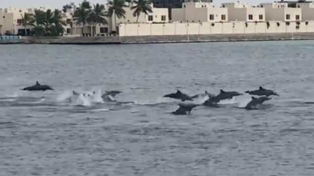 ظهور مجموعة من الدلافين في بحر جدة في مشهد جمالي رائع .. فيديو