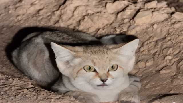 لأول مرة رصد القط الرملي في محمية الوعول..صورة