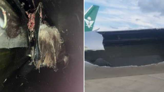 اصطدم طائر بجناح طائرة الخطوط السعودية يعيدها لمطار لندن.. صور