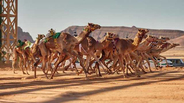 انطلاق النسخة الثانية من كأس العُلا للهجن 2024 أبريل المقبل