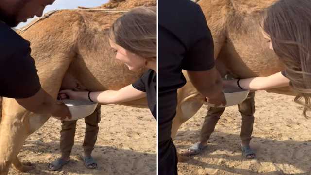 زوجة غابري فيغا تستمتع بوقتها بحلب الإبل.. فيديو