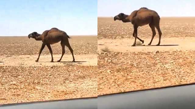 مشهد نادر لبعير برقبة قصيرة .. فيديو