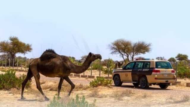 ضبط مخالف لارتكابه مخالفة الرعي بمحمية الملك سلمان الملكية